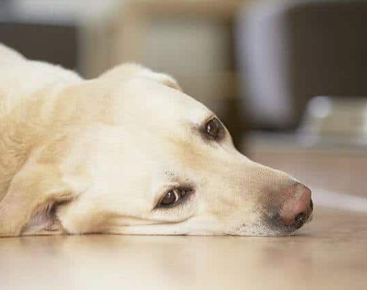 por que mi perro vomita espuma blanca