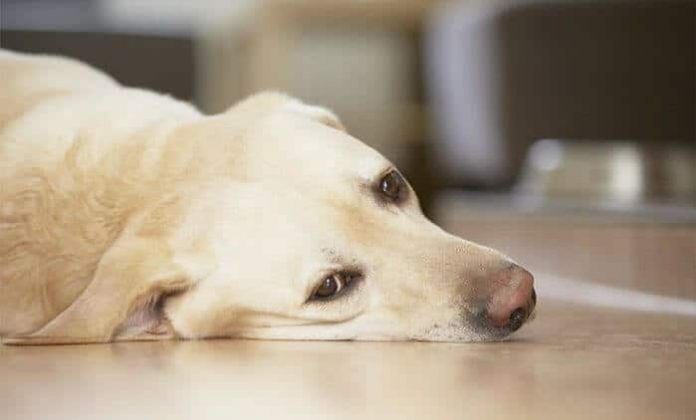 por que mi perro vomita espuma blanca