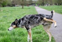 Mi Perro Orina Sangre ¿Qué Significa? ¿Le pasa algo Malo? por qué los perros orinan sangre