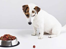 síntomas de la depresión en perros