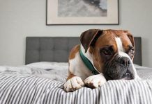 Depresión en Perros: Todo lo que Debes Saber!! depresión en perros