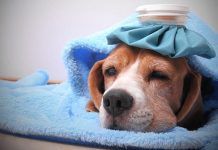 8 Enfermedades Potencialmente Mortales en Perros: INFORMATE!! Enfermedades Potencialmente Mortales