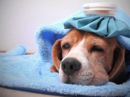 Enfermedades Potencialmente Mortales