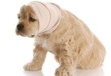 Qué es la Miasis en Perros? Causas, Tratamientos y Prevención miasis en perros