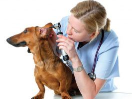 otitis canina