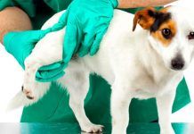 displasia de cadera en perros