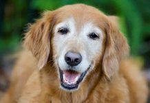 5 Enfermedades Típicas de la Vejez del Perro enfermedades típicas de la vejez