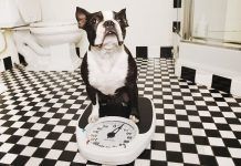 obesidad canina