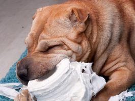 pica canino
