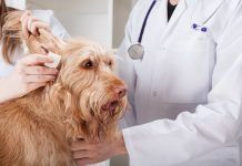 5 Remedios Caseros para la Otitis Canina remedios caseros para la otitis canina