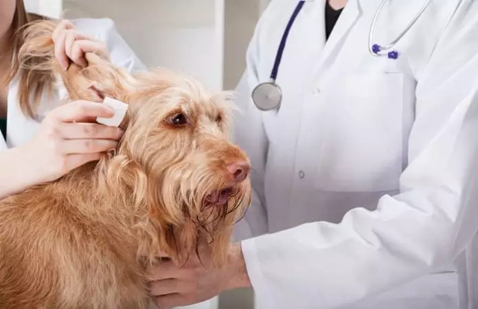 remedios caseros para la otitis canina