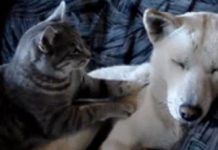 ¿Porque Amasan Los Gatos? ¡Increíble Porque amasan los gatos