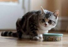 Lista de Alimentos Que Un Gato Puede Consumir – Preguntas Más Frecuentes alimentos que un gato puede consumir