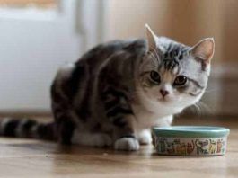 alimentos que un gato puede consumir