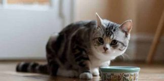 alimentos que un gato puede consumir