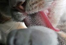 ¿Bolas De Pelos En Tu Gato?- ¡Aquí te lo explicamos! En 7 Pasos bolas de pelos en gatos