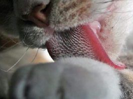 bolas de pelos en gatos