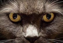 conjuntivitis en gatos