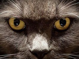 conjuntivitis en gatos