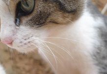 cuando un gato llora