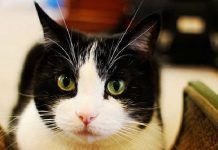 ¿Cómo Detener La Diarrea En Gatos? Te Lo Explicamos En 2 Sencillos Pasos Diarrea en gatos