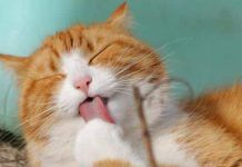 Enfermedades Más Comunes en los Gatos – ¡Aquí Te Lo Diremos! Enfermedades más comunes en los gatos