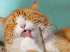 Enfermedades más comunes en los gatos