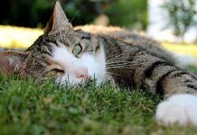 envenenamiento en gatos