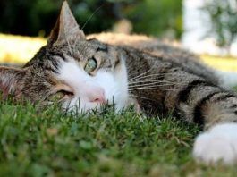 envenenamiento en gatos