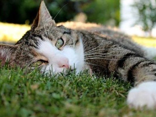 envenenamiento en gatos
