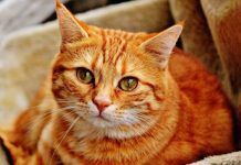 Estreñimiento En Gatos – Conoce Aquí Sus Síntomas, Causas Y Tratamiento estreñimiento en gatos