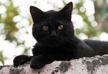 5 Consejos Para Identificar Y Matar Las Garrapatas En Los Gatos Garrapatas en los gatos