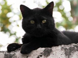 Garrapatas en los gatos