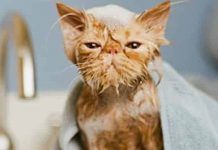 ¿A Los Gatos No Les Gusta El Agua? Mito o Realidad gatos no les gusta el agua
