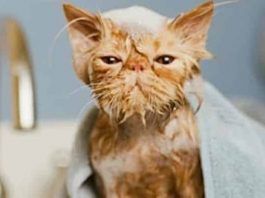 gatos no les gusta el agua