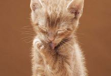 ¿Cómo Atacar Los Hongos En Gatos? ¡Entérate Aquí! hongos en gatos