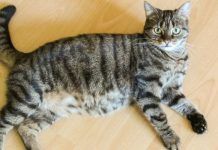 Insuficiencia Renal En Gatos – 7 Causas Y Soluciones insuficiencia renal en gatos