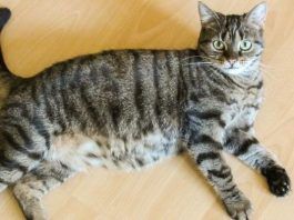 insuficiencia renal en gatos