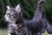 los movimientos de la cola de los gatos