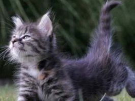 los movimientos de la cola de los gatos