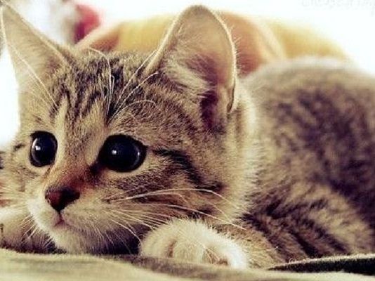 moquillo en gatos