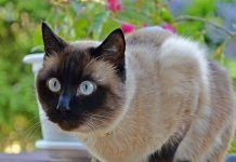 100 Nombres Para Gatos En Japonés Que Debes Conocer nombres para gatos en japonés