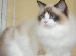 parásitos en gatos