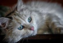 Parvovirus En Gatos – ¡Infórmate! Como Se Contagia, Síntomas y Tratamientos parvovirus en gatos