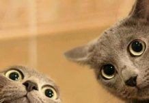 que colores ven los gatos