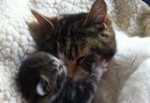 Que les gusta los gatos