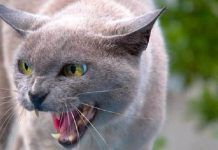 3 Pasos Para Diagnosticar La Rabia En Gatos ¡Infórmate! La rabia en gatos