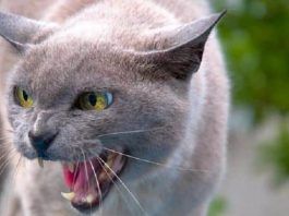 La rabia en gatos