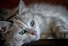 Sida En Gatos – Contagio, Síntomas Y Tratamientos sida en gatos