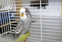 Enfermedades de los Periquitos Australianos. Las 10 más Comunes Enfermedades de los Periquitos Australianos